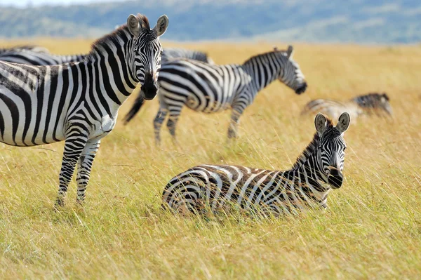 Zebra auf grasland in afrika — Stockfoto