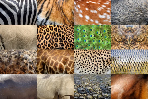 本物の動物の皮膚 — ストック写真