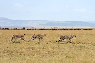 Cheetah savannah Afrika üzerinde