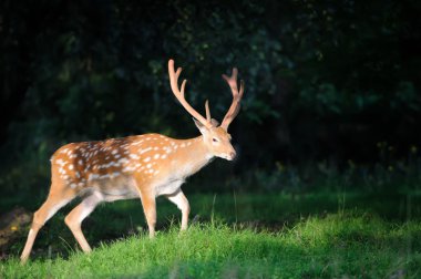 Whitetail Geyik ayakta yaz ahşap