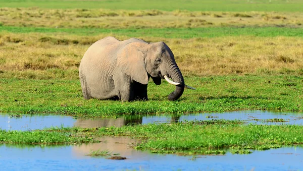 Elefante em savana na África — Fotografia de Stock