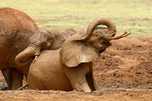 Elefante en sabana en África — Foto de Stock
