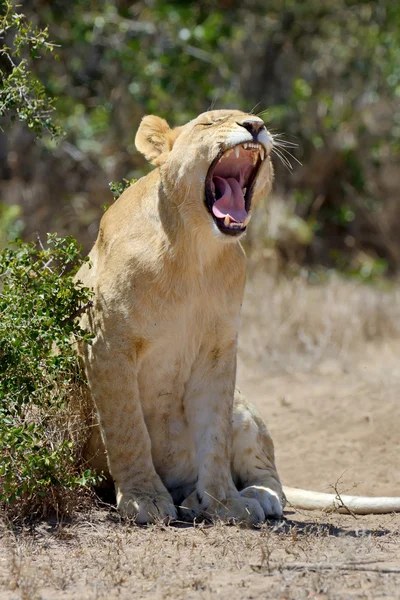 Африканский лев в парке ЮАР — стоковое фото