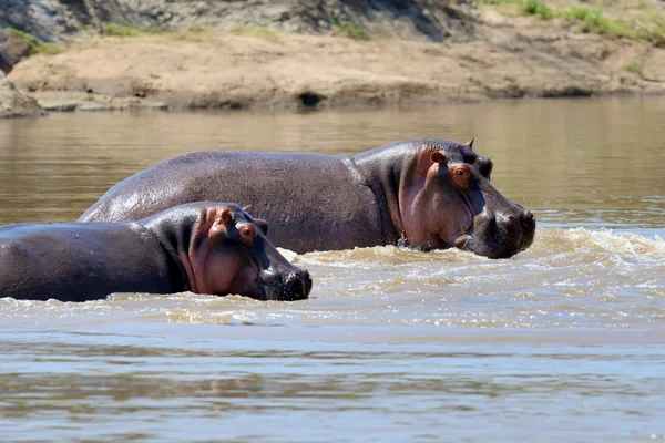 Hippo บนทะเลสาบในแอฟริกา — ภาพถ่ายสต็อก