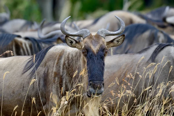 GNU w parku narodowym Afryki — Zdjęcie stockowe