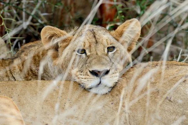아프리카 사자 공원 남아프리카 공화국 — 스톡 사진