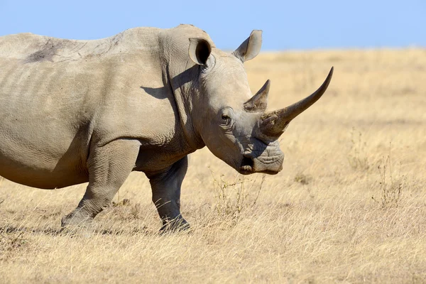 Rhino on savannah in Africa — Stock Photo, Image