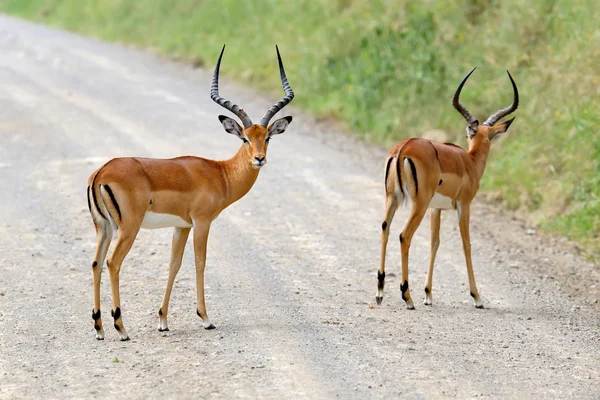 Impala Afrika savana üzerinde — Stok fotoğraf