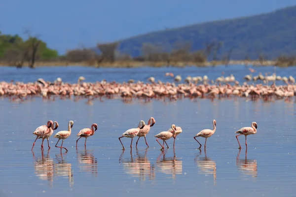 Flock av flamingos vada — Stockfoto