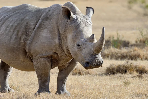 Rhino en la sabana en África —  Fotos de Stock