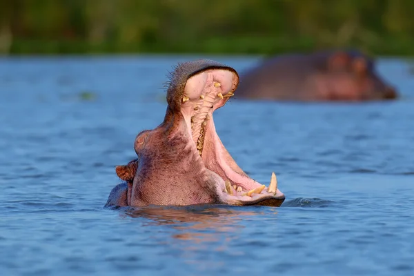 Hippopotame sur le lac en Afrique — Photo