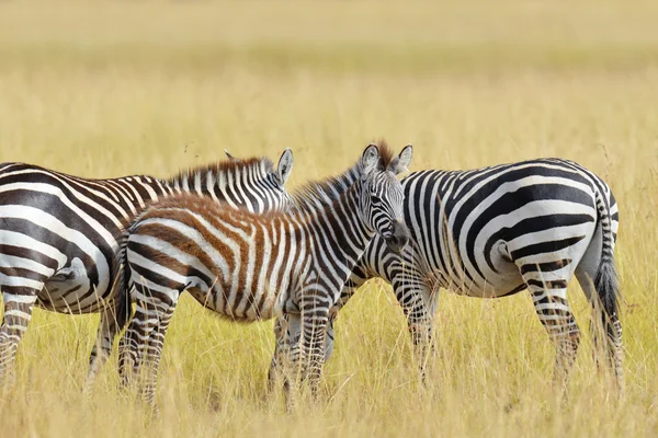 Zebra på gräsmark i Afrika — Stockfoto