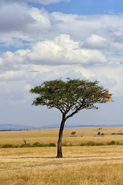 Paisaje con árbol en África —  Fotos de Stock