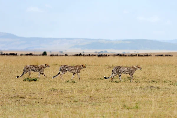 Cheetah em savana na África — Fotografia de Stock