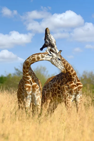 Giraffe op de savanne in Afrika — Stockfoto