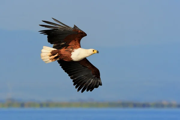 Afrikaanse zeearend vliegen tegen blauwe hemel — Stockfoto