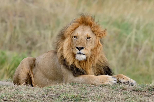 Africký Lev v jihoafrickém parku — Stock fotografie