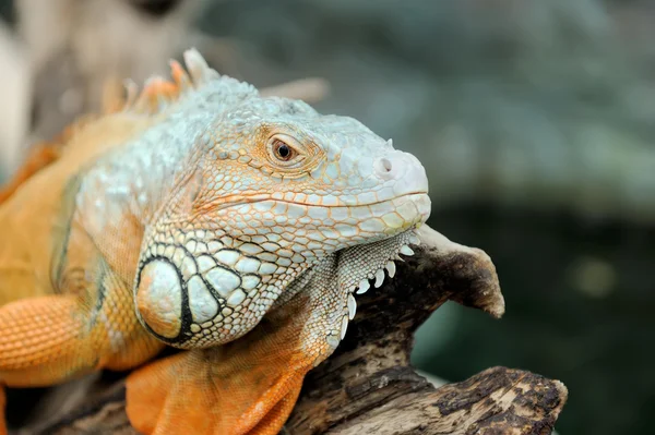 Doğada Iguana — Stok fotoğraf