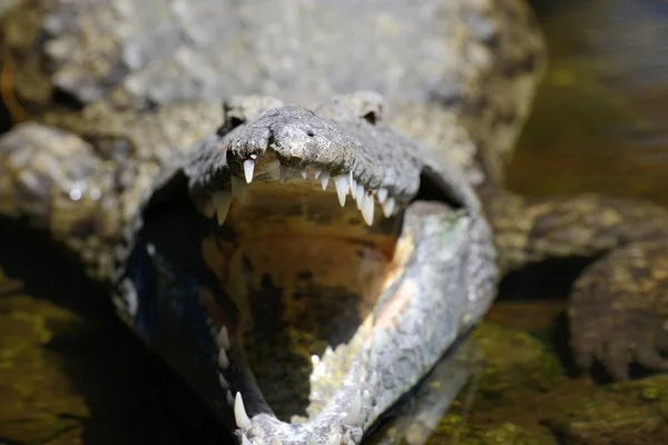 Big crocodile in National park of Kenya — Stock Photo, Image