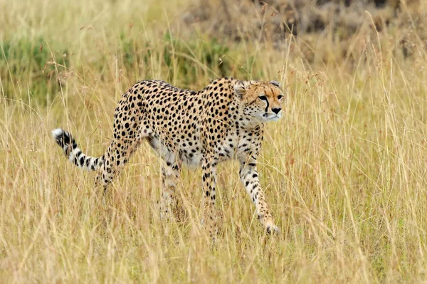 Cheetah savannah Afrika üzerinde — Stok fotoğraf