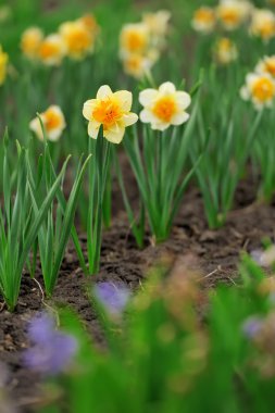 alanında nergis çiçekleri