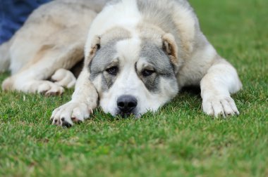 Köpek yeşil çimen