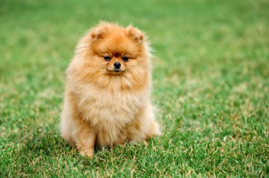 kahverengi Pomeranya köpeği