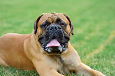 İngiliz mastiff köpek