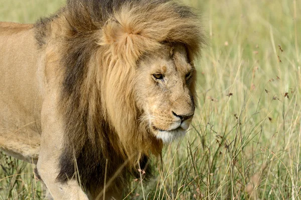Leão africano no Parque África do Sul — Fotografia de Stock
