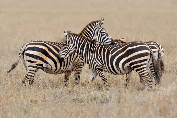Zebra na użytki zielone w Afryce — Zdjęcie stockowe