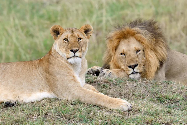 Le lion d'Afrique dans le parc Afrique du Sud — Photo