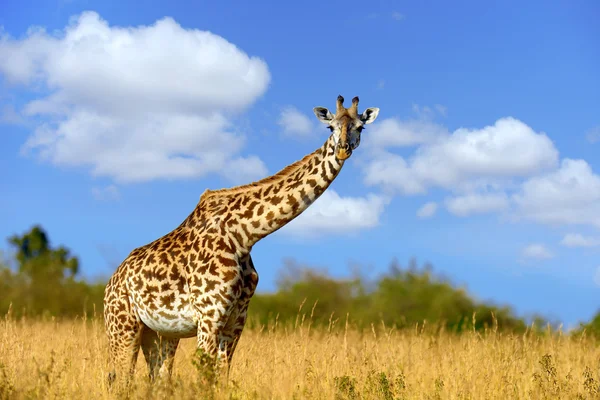 Girafa sobre savana na África — Fotografia de Stock