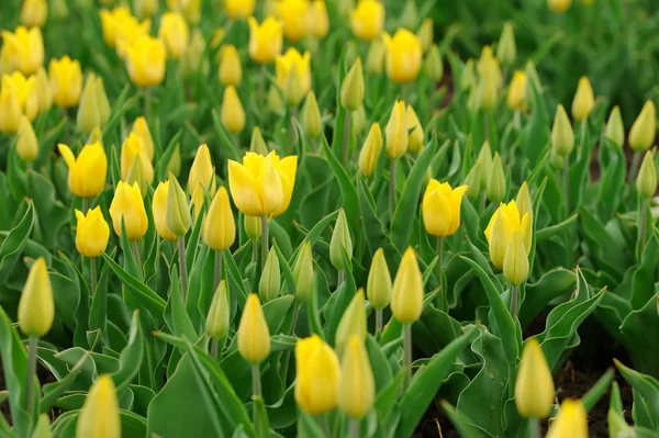 Tulips in spring field — Stock Photo, Image