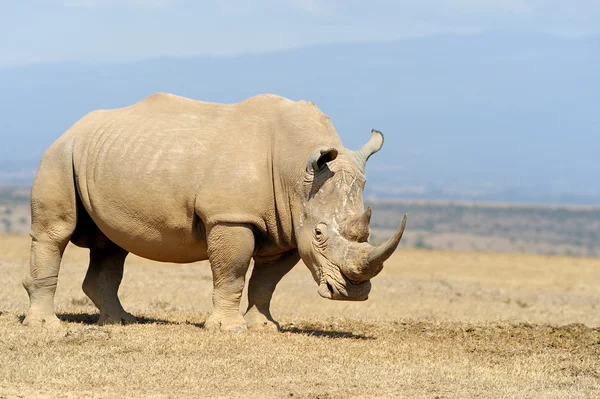 Noshörning på savannen i Afrika — Stockfoto