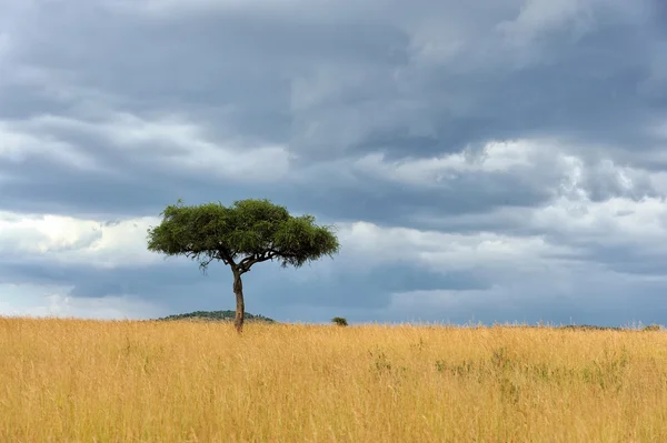 Landskap med träd i Afrika — Stockfoto