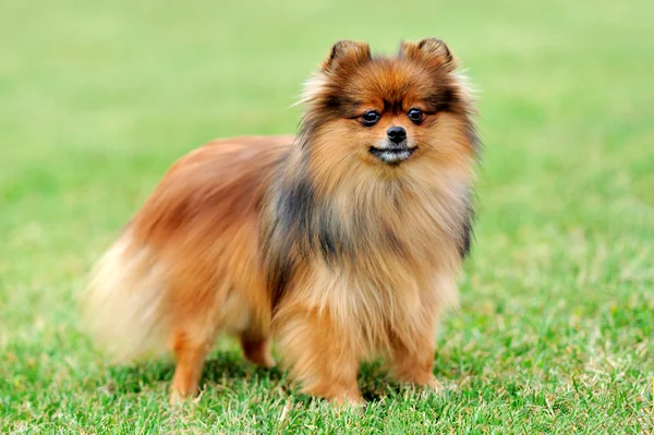 Kahverengi Pomeranya köpeği — Stok fotoğraf