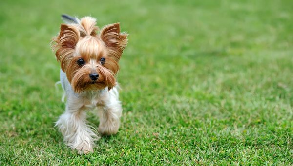 Yorkshire Terrier dog