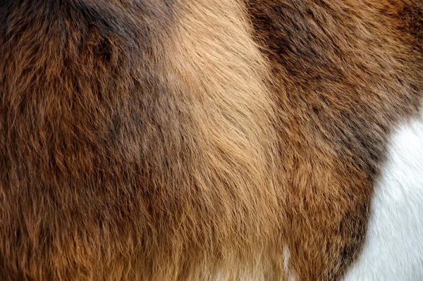 Texturas de pele de cão — Fotografia de Stock