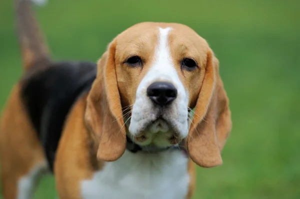 Chiudi Cane Beagle — Foto Stock