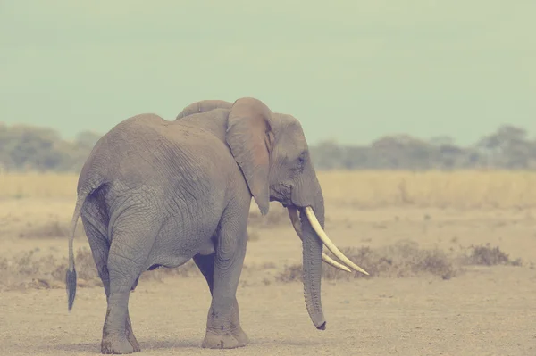 Vahşi Afrika fili. Vintage etkisi — Stok fotoğraf