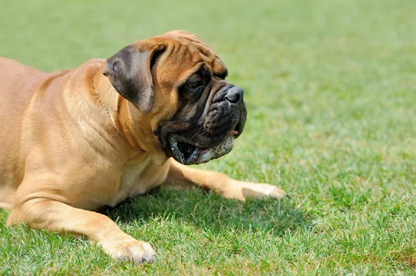 İngiliz mastiff köpek — Stok fotoğraf