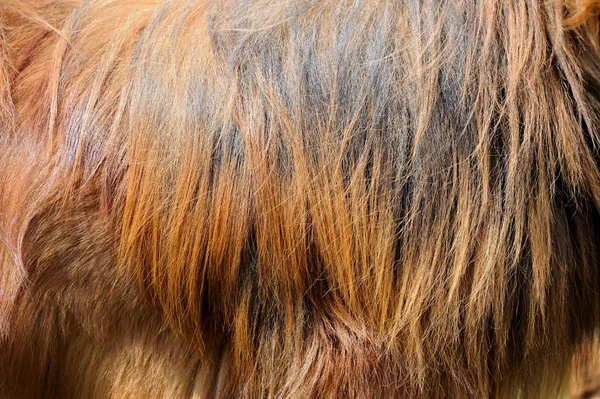 Kutya szőr textúrák — Stock Fotó