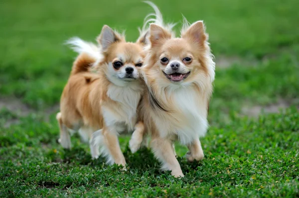 Två långhår Chihuahua hund — Stockfoto