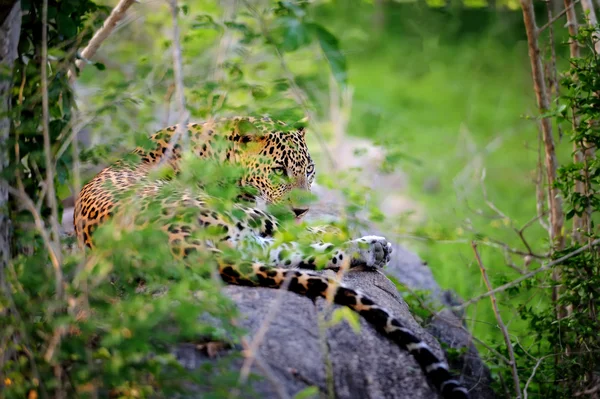 Leopard v divočině — Stock fotografie