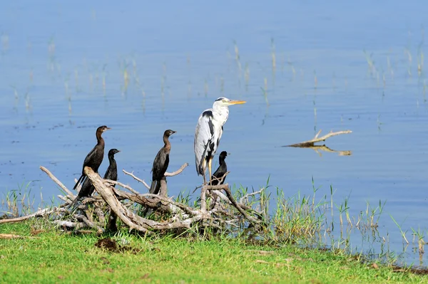 Darter in the lake — Stock Photo, Image