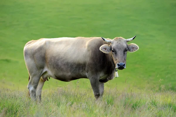 Cow on mountain pasture — Stock Photo, Image