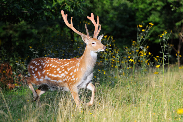 Close-up young whitetail deer standing in summer wood