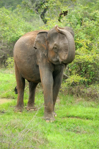 Sloni v národním parku — Stock fotografie