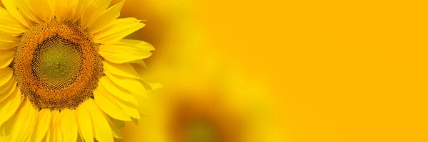 Sfondo girasole giallo — Foto Stock