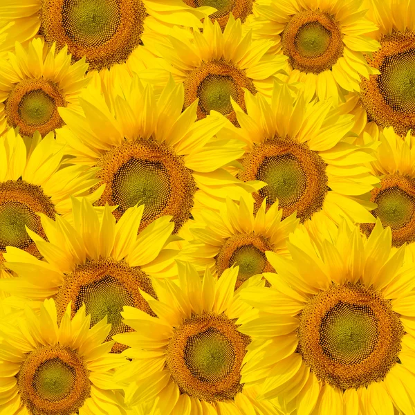 Modello di sfondo girasoli — Foto Stock